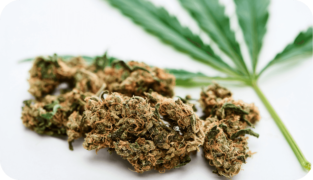 Nahaufnahme einer Cannabisblüte mit einem Cannabisblatt im Hintergrund